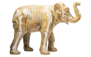 Fossilphant