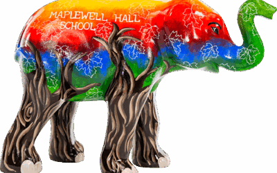 Maple